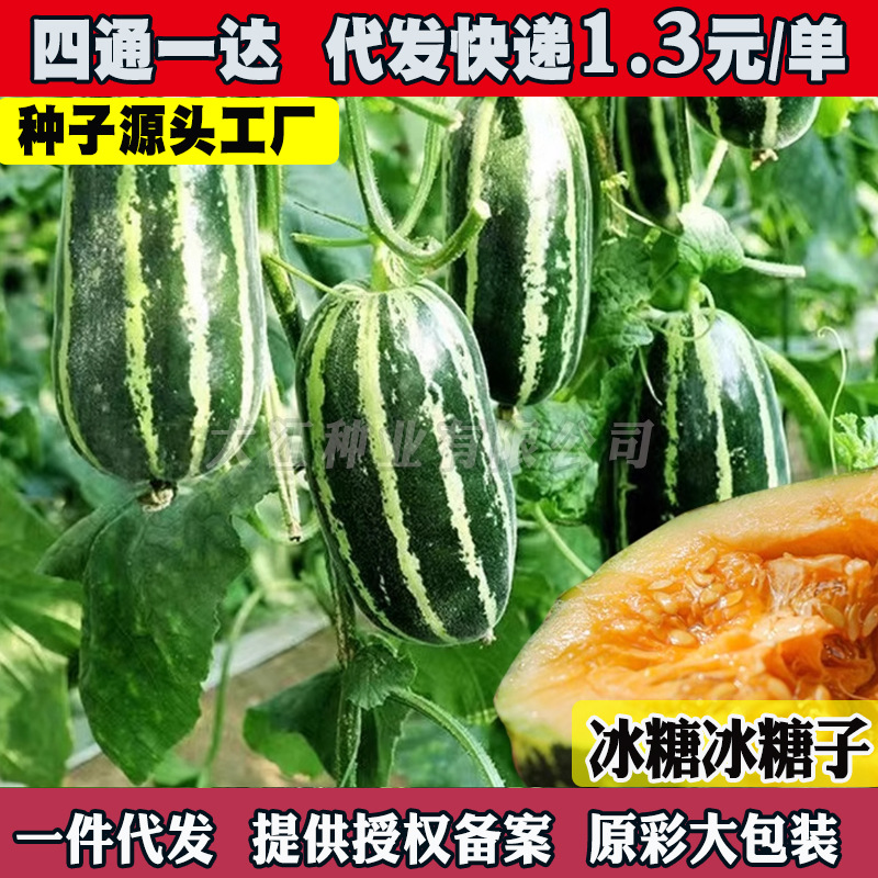 冰糖子甜掉牙甜瓜种子青皮羊角蜜香瓜籽春季四季庭院阳台水果种子