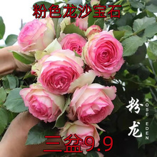 薔薇花苗爬藤四季開粉色龍沙寶石藤本月季盆栽室內外裸根爬牆大苗
