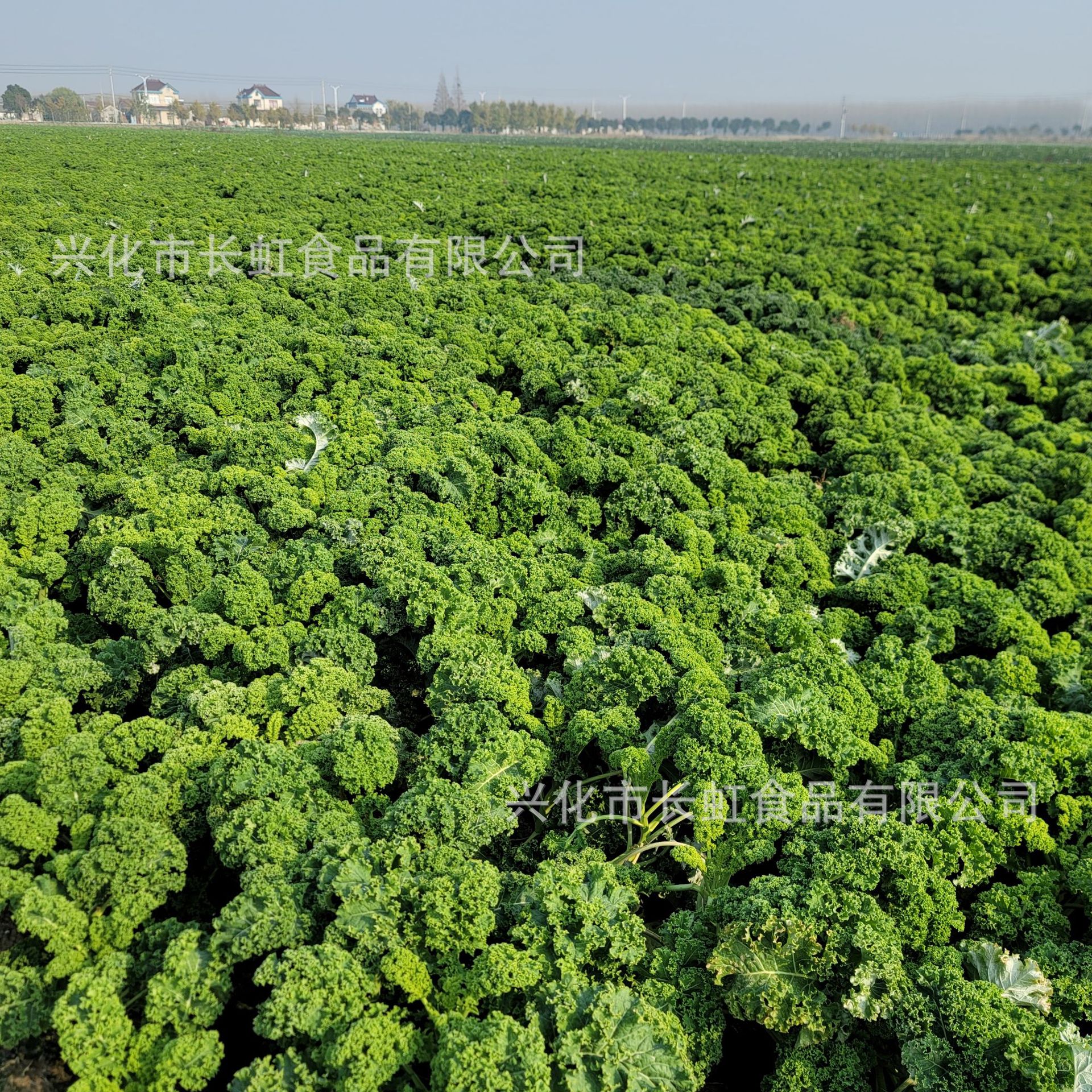 辰午酉食羽衣甘蓝粉 工厂自有品牌可团购可供货网红 自有种植基-阿里巴巴