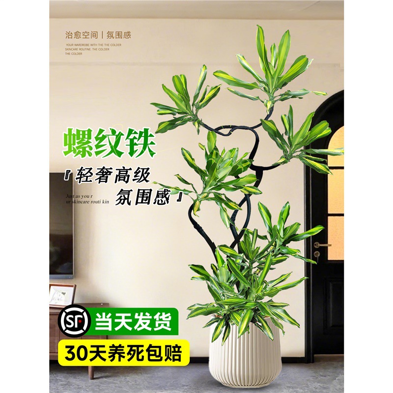 大型绿植金心螺纹铁植物盆栽客厅办公室内铁树四季好养花卉真植物