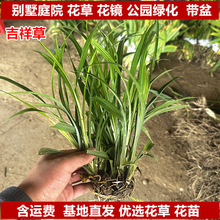 吉祥草花苗观赏花草麦冬草吉祥草花庭院公园四季常绿花镜花草