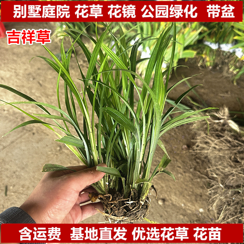 吉祥草花苗观赏花草麦冬草吉祥草花庭院公园四季常绿花镜花草