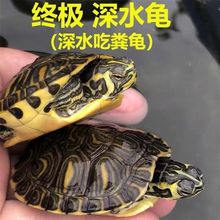 深水龟黄耳吃粪龟鱼缸混养纯种稀有侧劲冷水族观赏宠物小乌龟活物