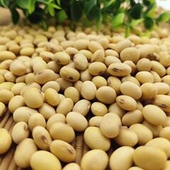 季節の新商品は地元の大豆の大量現物農家が自分で生産して豆腐豆乳を作ることができます。