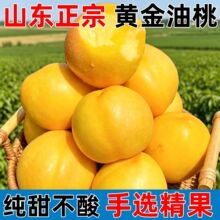 【新品上市】山东蒙阴脆甜黄心桃子黄金油桃新鲜水果当季孕妇季1