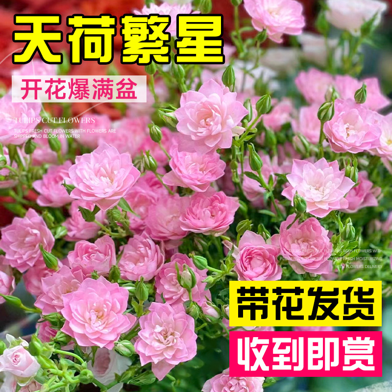 天荷繁星月季花苗微型灌木多头盆栽大花浓香天河四季开花玫瑰阳台