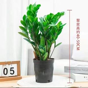 ���X������ֲ���҃Ȼ��ܿ͏d�ļ�������B��ꎾGֲ�u�X���Ӱlؔ��