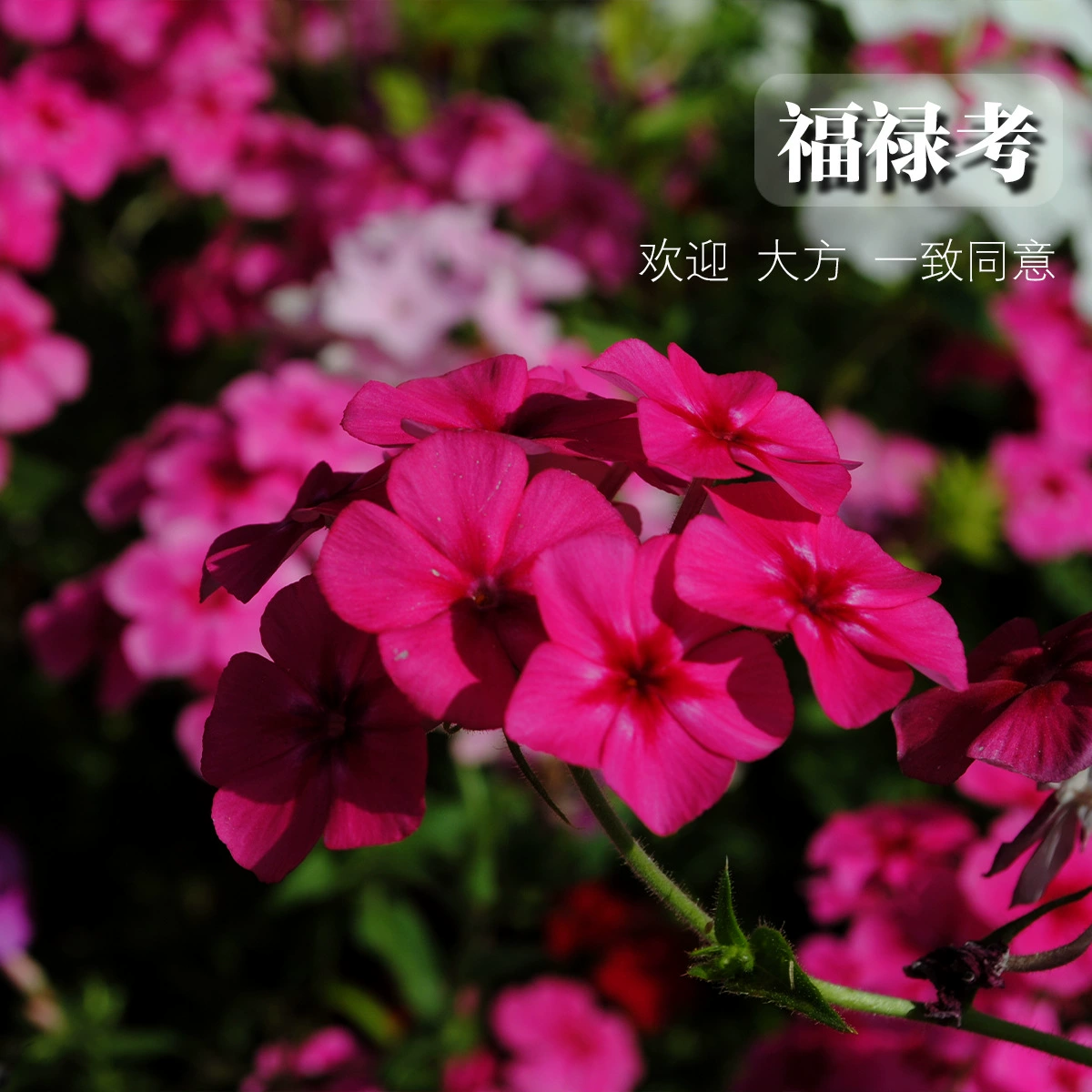 Семена цветов флоксов Флюс цветок Фюле цветок домашний Садоводство цветок морская клумба озеленение семена цветов оптом