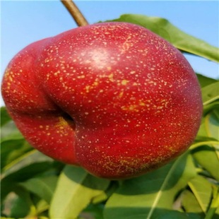 New Varieties of Peach Saplings. Early-Maturing Peach Saplings Are Suitable for Planting in Xinjiang. Good Varieties of Nectarine and Nectarine Peach Saplings