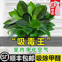 ������ԾG�}ˮ��ֲ��G�������~�G�j�҃�����ȩ�Gֲ���˻��ܺ��B