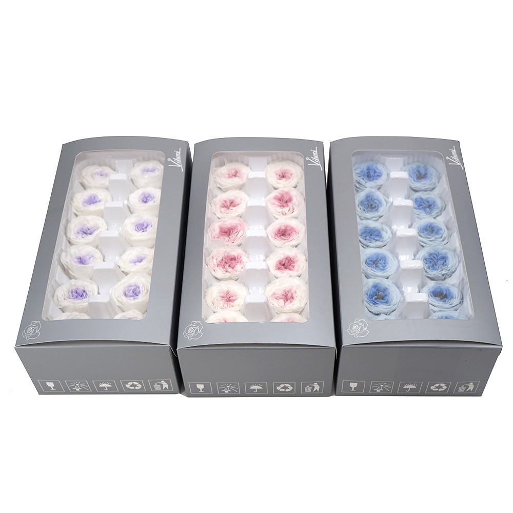 Flor eterna/Flor de chocolate/Austin dos colores/3-4CM Austin Rose/grande favorablemente