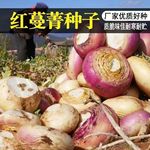 红圆蔓菁种子诸葛菜头萝卜原装四季蔬菜大全菜代批发叶菜