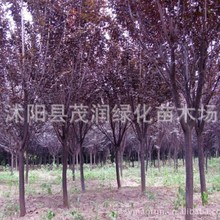苗圃现挖红叶李 紫叶李工程苗绿化树苗行道树苗腾地处理价格实在