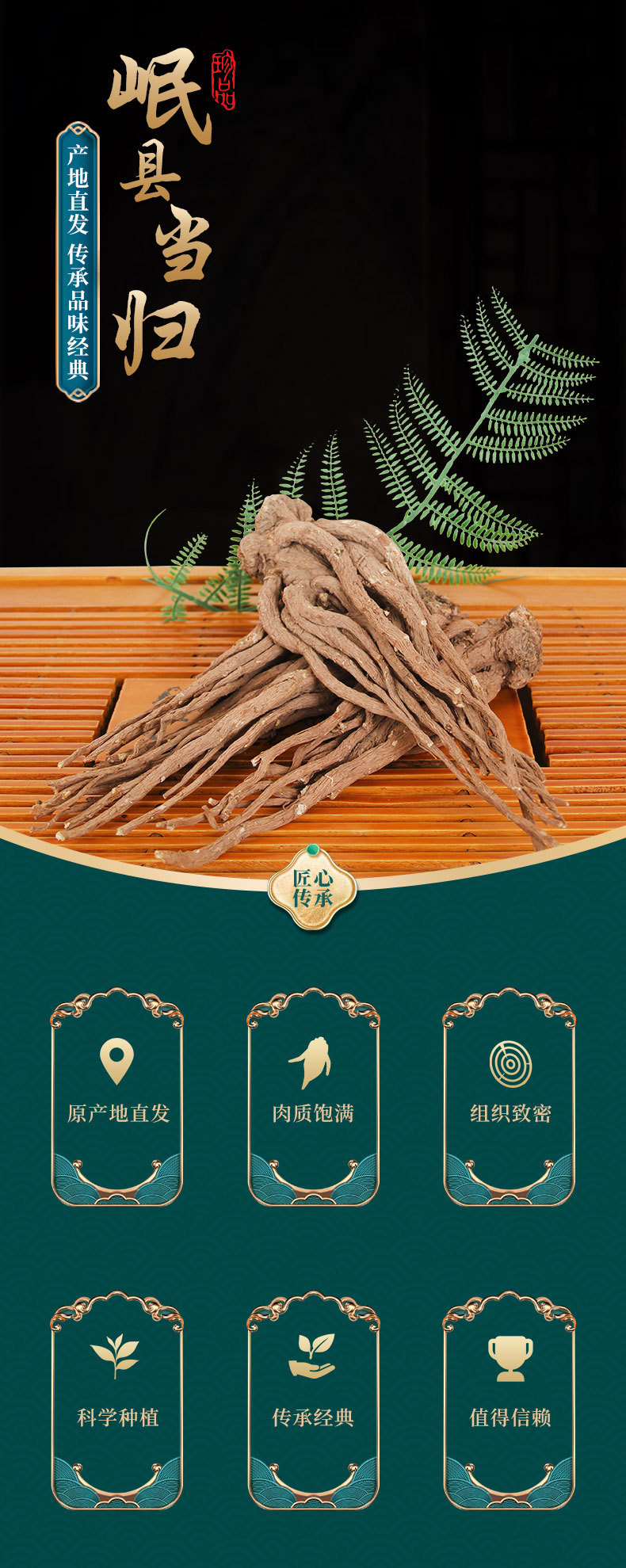 Premium Dang Gui from Dingxi Min County, Large and Medium-Sized Whole Roots, Sulfur-Free, New Stock, at Prices detail image