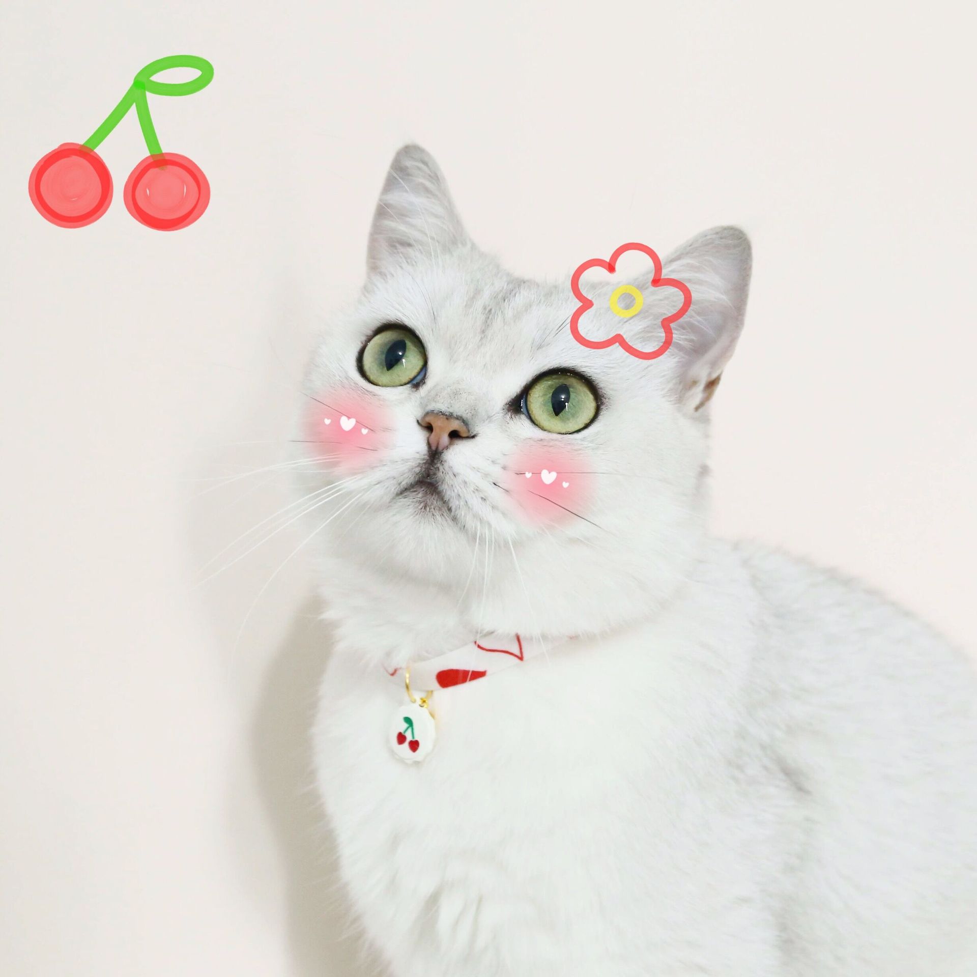 Cereza adorable gato osos galletas ajustable anti-asfixia collar de mascotas campana collar de perros accesorios collar