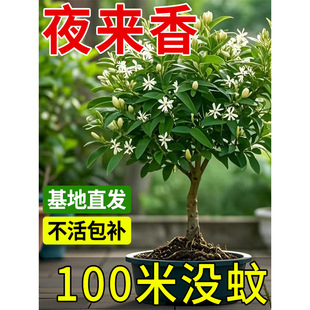 ҹԻ҃ȿ͏d_hֲͥԺB