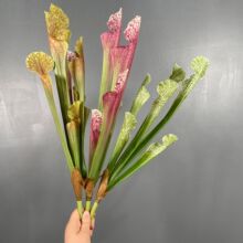 ���滨ƿ�Ӳݻ��������r���������à����bٻ�����Gֲ�S�����l