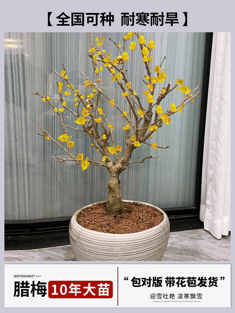 10년 [향이 강한 겨울절임 접목 + 특수비료(개화기에는 꽃이 피고 재발생하지 않음)