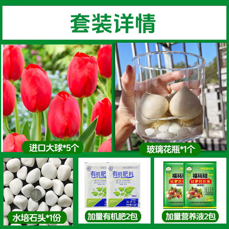 Round bottle hydroponic kit: a17 flame tulip 5 large bulbs + 2 nutrient solutions + 2 fertilizers + glass bottle + stones