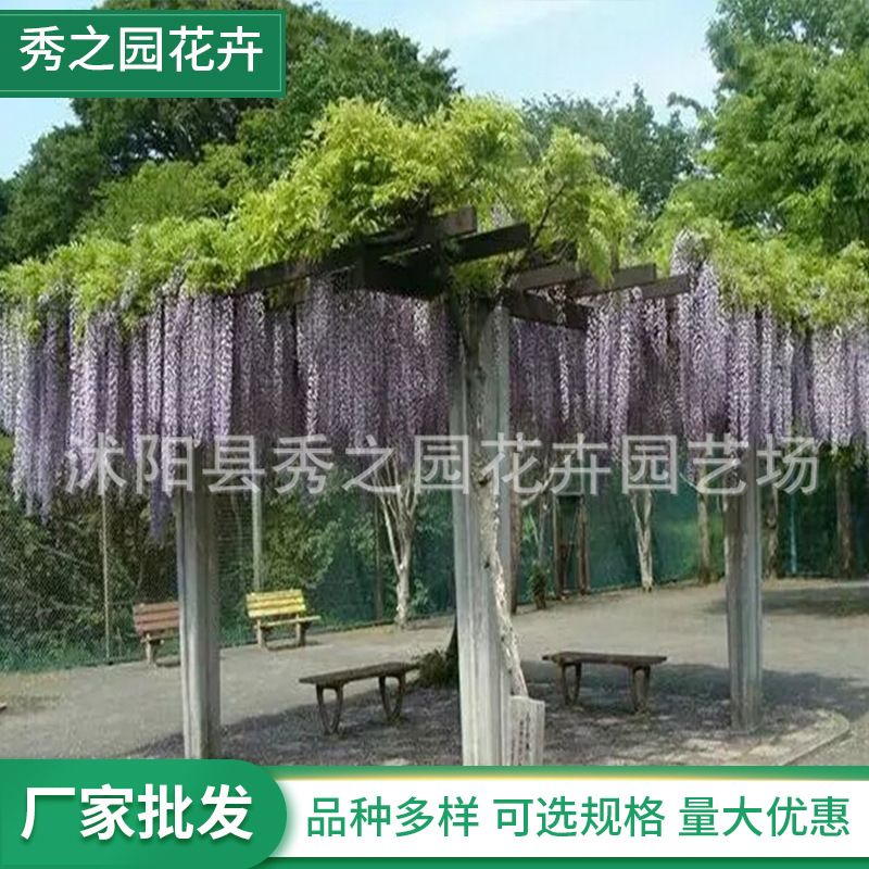 wholesale Climbing Botany green Seedlings Climbing Botany Spend more Wisteria Sapling Flowering in early spring
