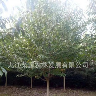 �������m5���ֶ������m���ԡ�12���ֶ������m20���ֶ������m�r��