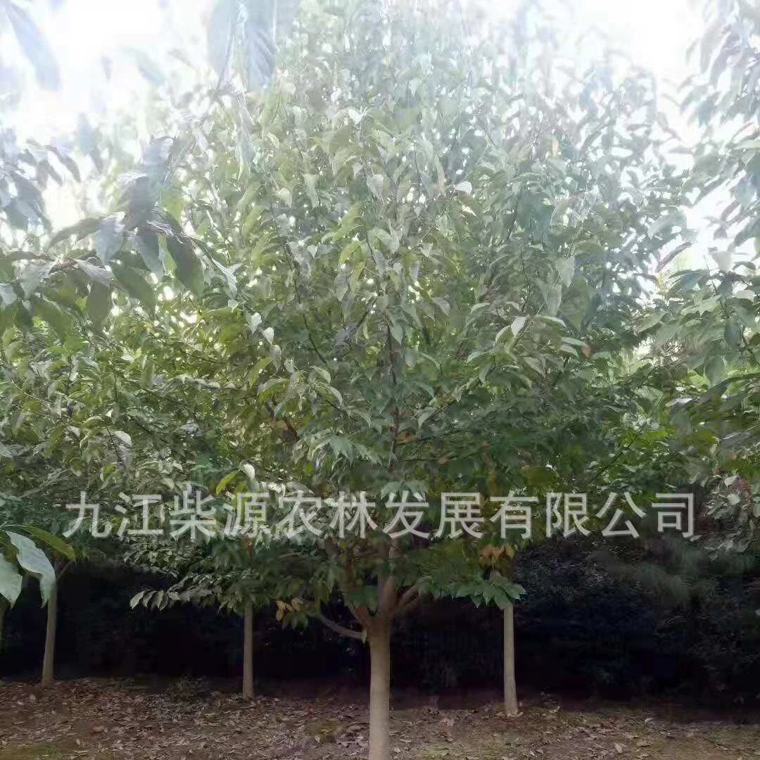 Два Цзяо Юлан 5cm Два питомника Цзяо Юлан, 12cm Два Цзяо Юлан 20cm Два Цзяо Юлан цена