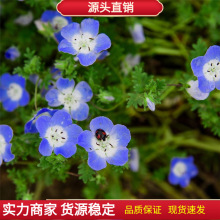 ɢ�b���ż{�N�� �ͺ����� �ļ��ײ��@�־G�����^���N�ӻ��������l