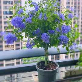 蓝雪花盆栽花苗大苗半爬藤庭院阳台攀援四季开花易活花卉蓝色花苞