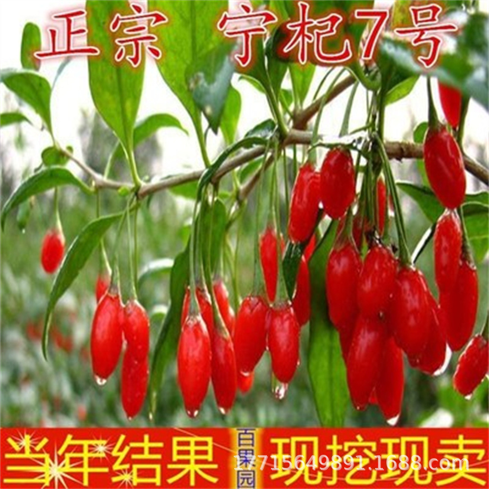 红枸杞树苗南方北方四季种植阳盆栽地栽黑枸杞苗当年结果果树树苖