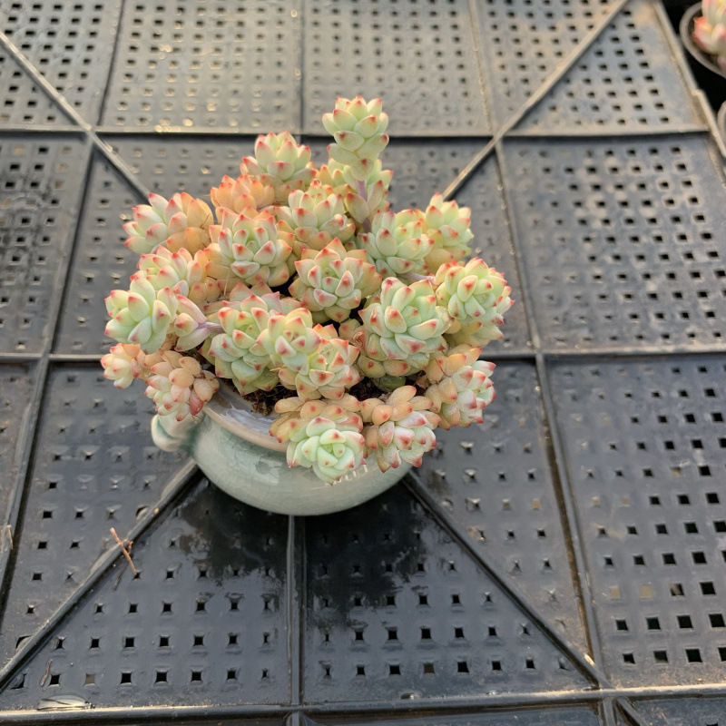 小さな多肉植物、超かわいい、貴重で希少な親指鉢、ミニ鉢植え、鉢付き多肉植物鉢植え、小さな古い支柱|undefined