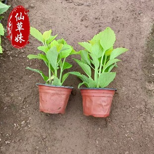 ���~�����Ի��R�OӋͥԺ�쾰�G���Ŀ�ر�ֲ���ľ���������҃���