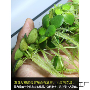 �A��Ƽ��Ƽ����ˮ�|���������}ˮ��GֲͥԺ�̨�~�r����Ư��ˮ
