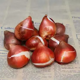 盆栽;花盆容器;盆景