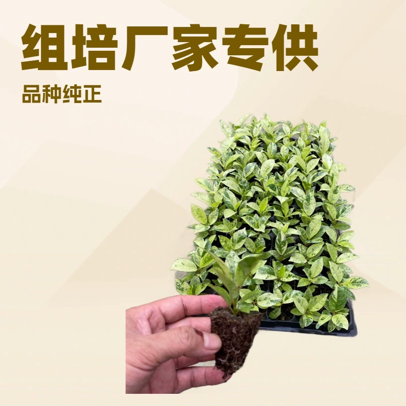 Базовые поставки Miss Freckles Matcha Rubber Rong Интернет-знаменитости листья завод база прямые продажи Xiyou цветочные саженцы оптом