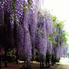 New Wisteria Seeds Wisteria Seeds Japanese Polynant Wisteria Seeds Wisteria Seeds Watching Vesus Plants