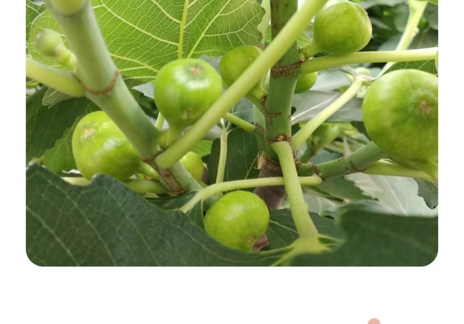Freeze-Dried Figs Wuhuaguo Dried Fruit Snack 110g Jar Sugar-Free Herbal Tea Ingredient specifications