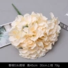 5 Hydrangea-Champagne