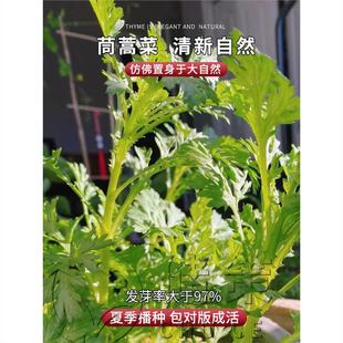 Chrysanthemum Blooms in All Seasons, Outdoor Chrysanthemum Seeds, Golden Chrysanthemum Seeds, Spring Sowing Wood Flowers, Easy to Grow and Live in the Sea of ​​Flowers
