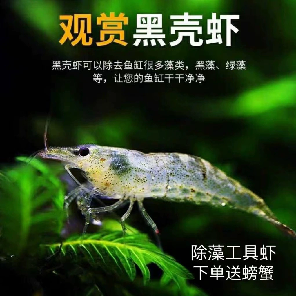 Черная ракушка, удаление водорослей, креветки, живая кормовая упаковка, пресноводные декоративные креветки, трава, очистка резервуара, ландшафтный дизайн, инструмент для удаления водорослей, креветки