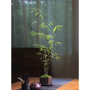 ����̨�����T����������������^�~�Gֲ�҃��̨����Gֲ�辰���B