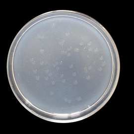直供胶冻样芽孢杆菌 发酵液20亿/ml  可扩配滴灌 防土治传害病