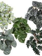 GֲҾbֲG~ֲ[޽،m쾰