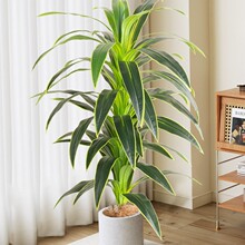 ľGֲԸ߶pݸF҃ȿ͏dPbֲ[