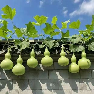 �����J�N�� С���J�߲˷N�Ӵ����N�^�p���J�N�ӻ��N�Ӵ����N�׻�