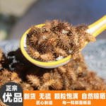 野生天然晒干苍耳子正品新货无硫老籽中药材煮水泡脚毛苍子苍耳果