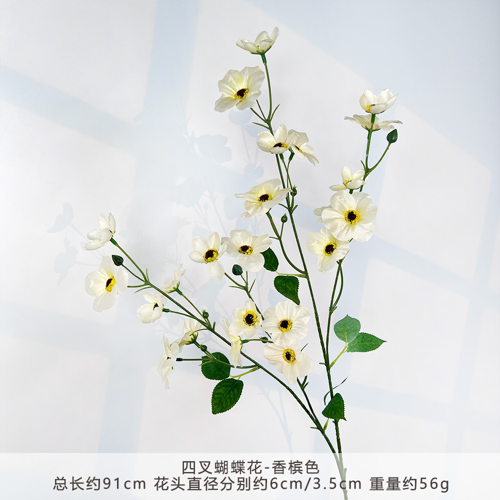 WP-四叉蝴蝶花-香槟