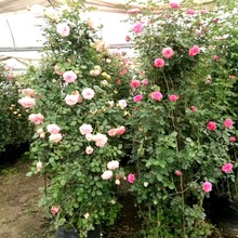 �W���ٱ��¼���������С��õ���NޱͥԺ�^�p���¼����㻨��ֲ��