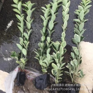 Phnom Penh East Green Seedlings, Street Greening, Boxwood Cup Seedlings, Complete Specifications, Phnom Penh Boxwood Seedlings