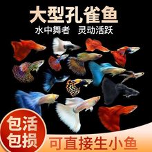孔雀鱼观赏鱼热带小型淡水冷水好养耐活花鳉凤尾鱼苗宠物孕母批发