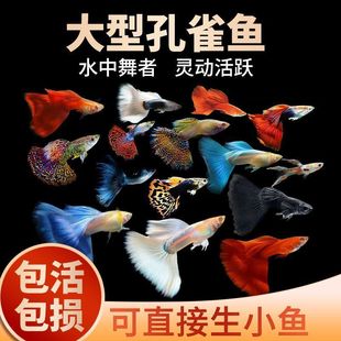 ��ȸ�~�^�p�~�ᎧС�͵�ˮ��ˮ���B�ͻ�F�Pβ�~�猙����ĸ���l